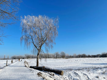 Bare trees on snow covered landscape against blue sky