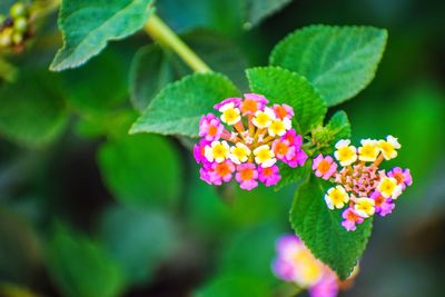 Close-up of pink flowering plant
