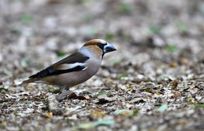 Close-up of a bird on field