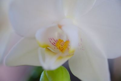 Close-up of white flower