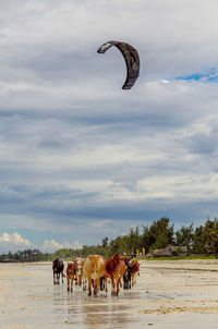 View of horse on field against sky