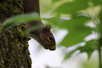 Close-up of squirrel on tree trunk