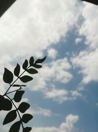 Low angle view of tree against sky