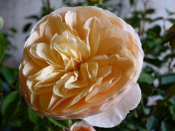 Close-up of rose flower