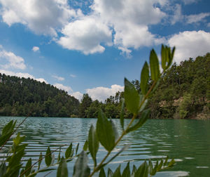 Plants and leaves in lake against sky