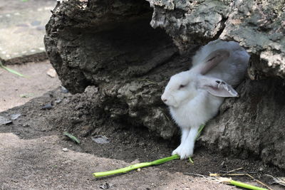 High angle view of rabbit on rock