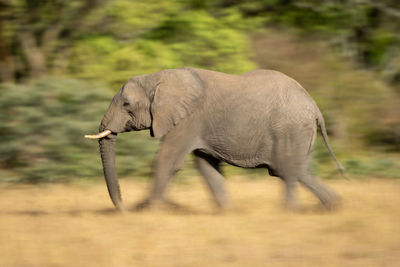 Elephant drinking water