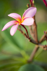 Close-up of flower blooming outdoors