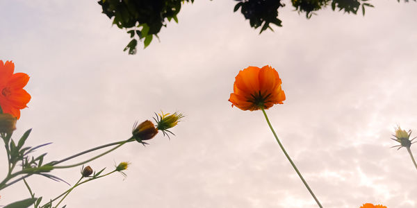 Low angle view of flowering plants against sky