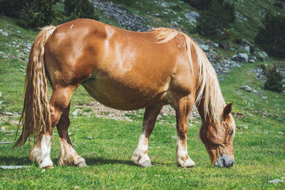 Horse grazing in a field