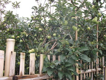 Plants growing by fence against trees