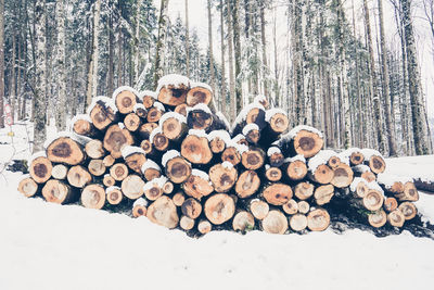 Stack of logs in forest