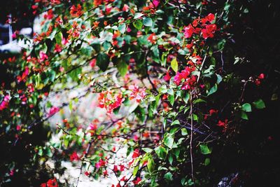 Full frame shot of red flowers