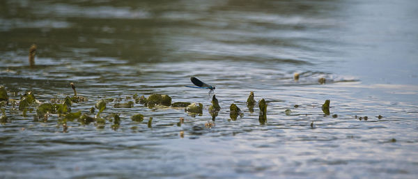 Duck drinking water