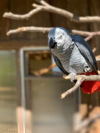 Close-up of pigeon perching on wood