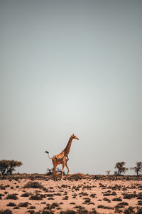 Side view of giraffe on field against clear sky