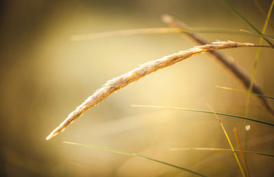 Close-up of stalks against blurred background