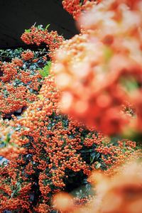 Close-up of flowers