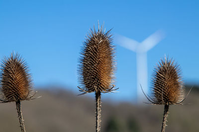 Close-up of dried thistle against blue sky