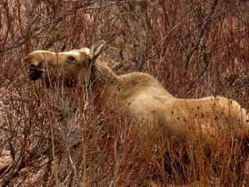 View of an animal in the forest