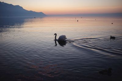 Silhouette ducks swimming in sea