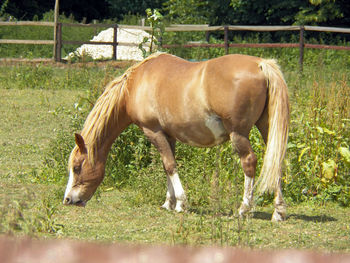 Horse grazing in field