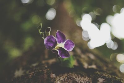 Close-up of purple flowers blooming outdoors