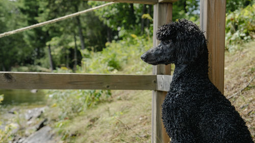 Close-up of dog