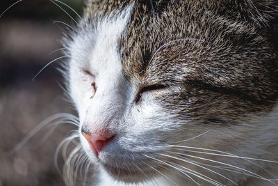 Close-up of cat with eyes closed