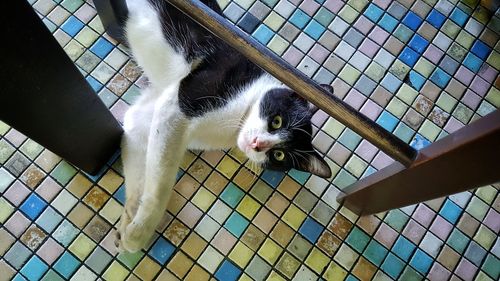 Close-up portrait of cat relaxing