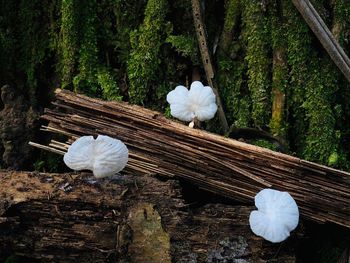 Close-up of white flowering plant against trees in forest