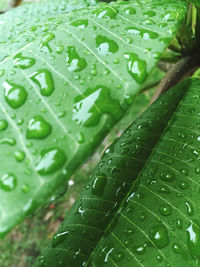 Close-up of raindrops on green leaves during rainy season