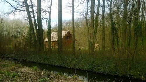 Scenic view of lake in forest