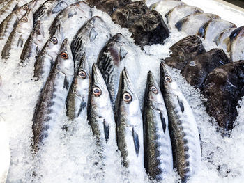 High angle view of fish for sale in market