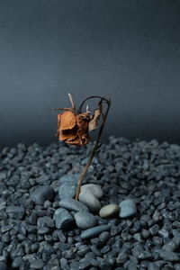 Dried flowers and stones on a black background