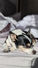 Close-up of dog lying on bed at home