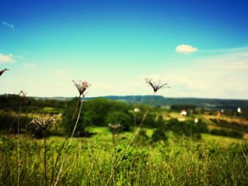 Plants on field against sky