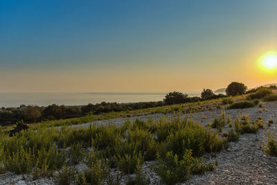 Scenic view of landscape against clear sky during sunset