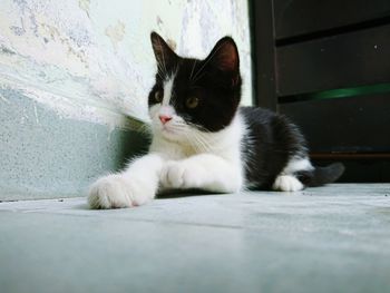 Close-up portrait of cat sitting outdoors