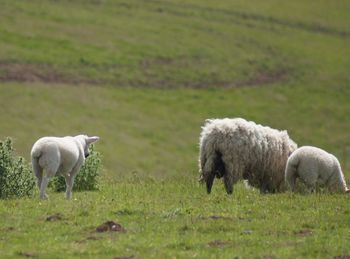 Sheep grazing in a field