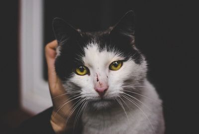 Close-up portrait of cat at home