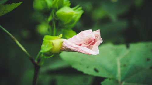 Close-up of pink rose