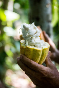 Cropped hands of man holding cacao