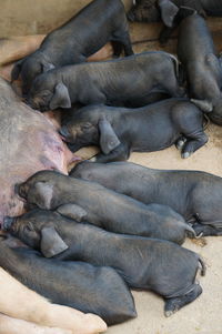 High angle view of animal sleeping