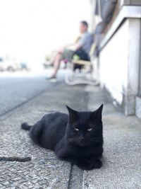 Portrait of black cat sitting outdoors