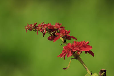 Close-up of red flowering plant