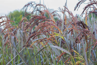 Close-up of fresh plants against sky