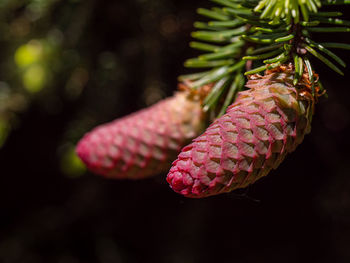 Close-up of pine cone on plant