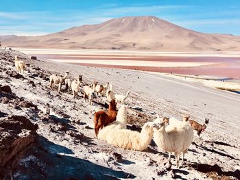 View of sheep on land