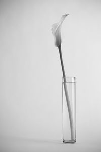 Close-up of flower in vase against white background